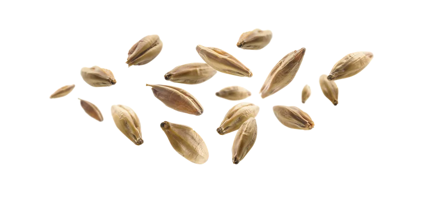 Malt Caramel 55-60 EBC